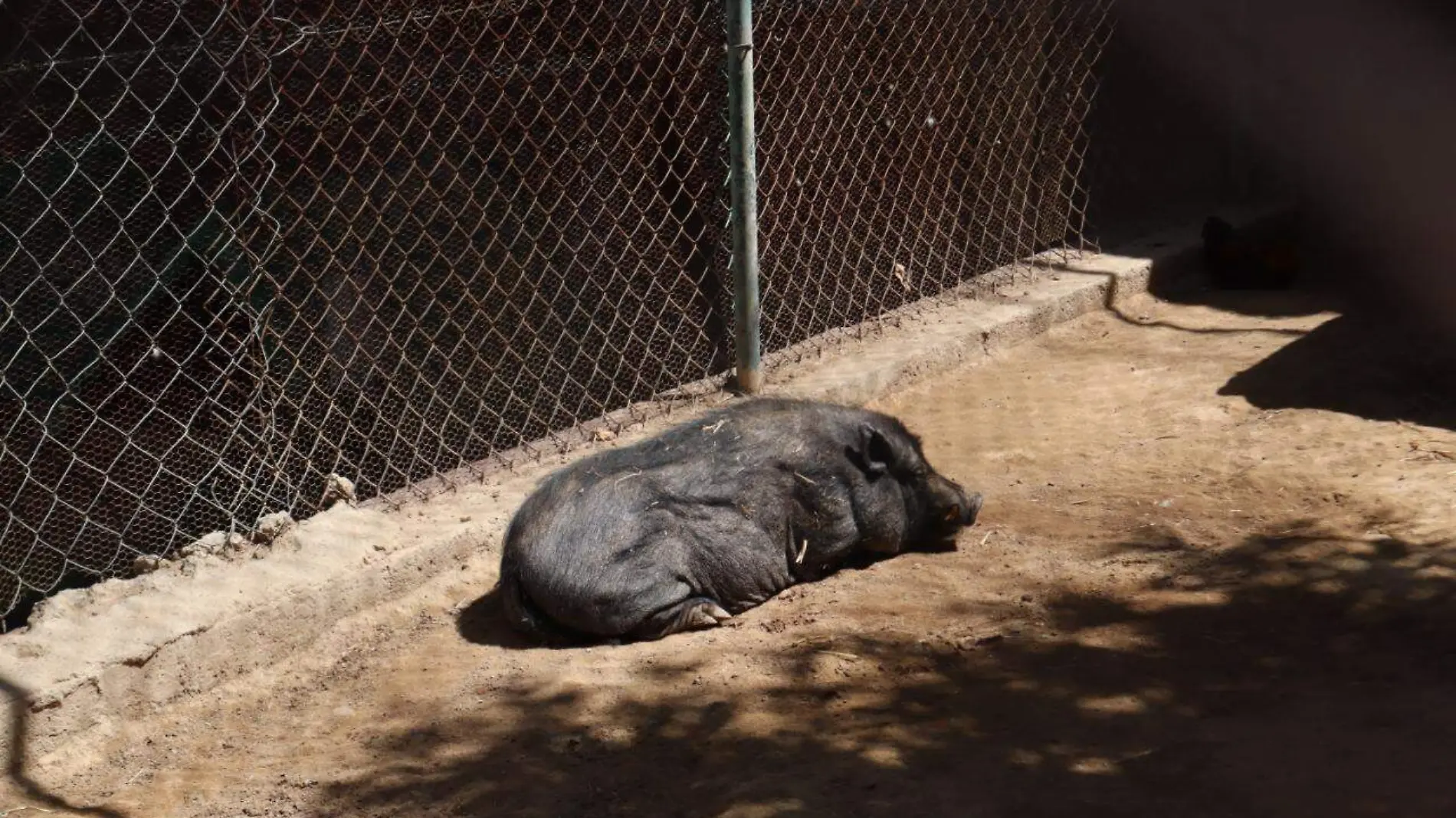 cerdo vietnamita